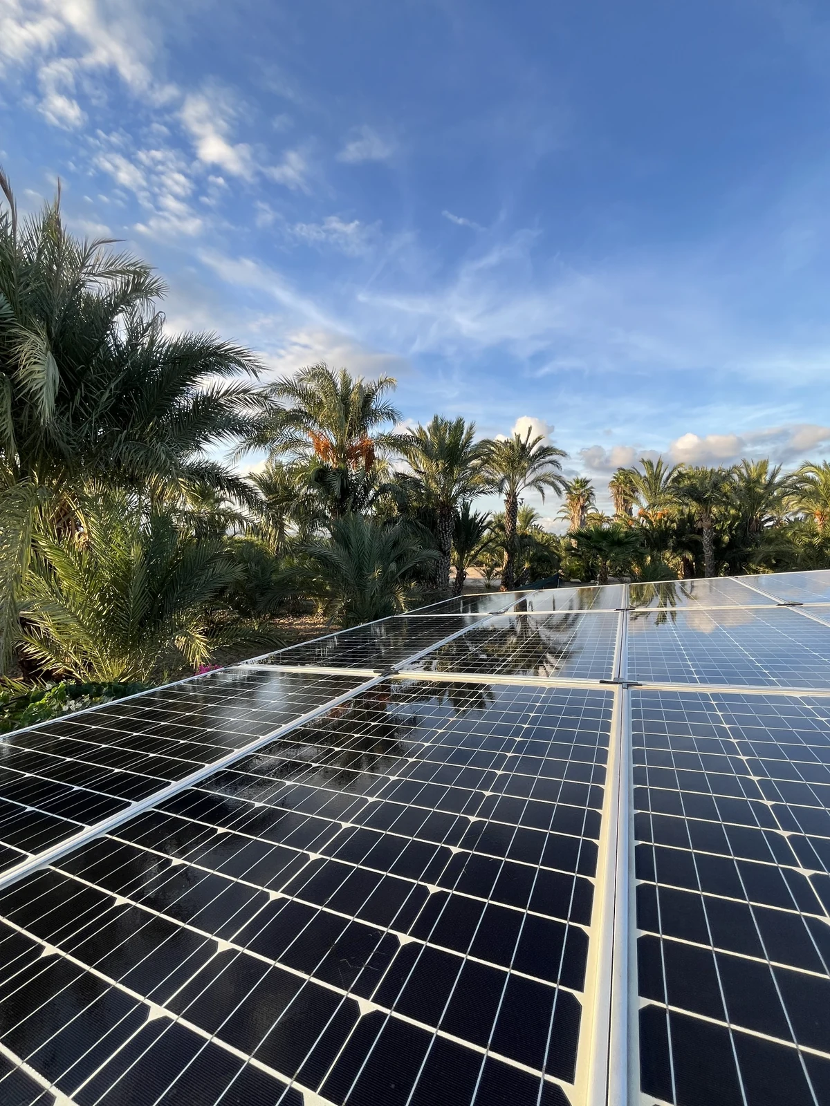 Marcs private Photovoltaikanlage mit Solarmodulen und Palmen